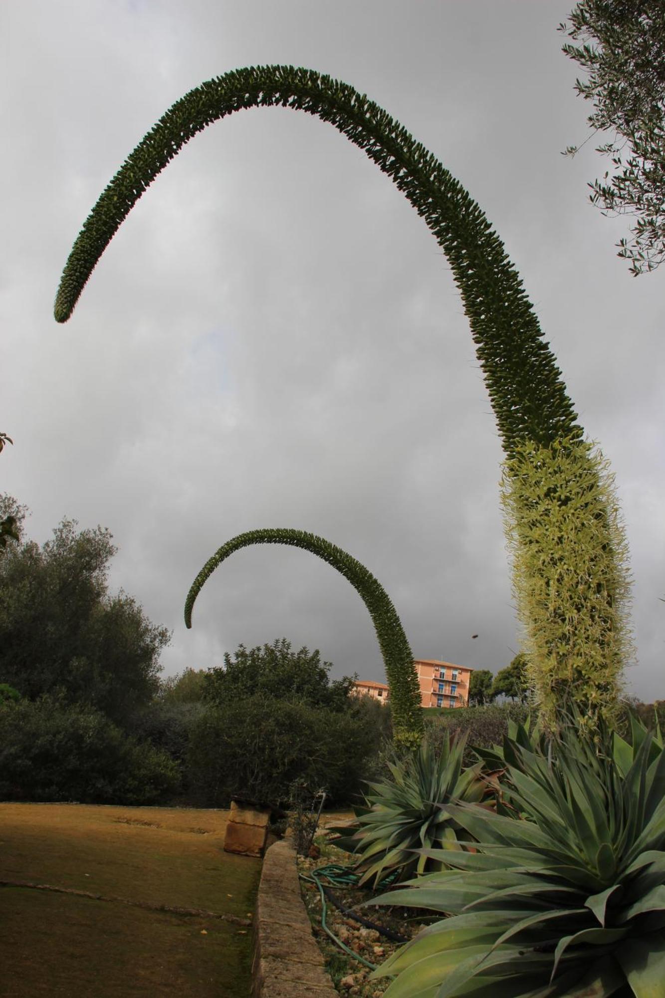 B&B Villa Adriana San Leone Eksteriør bilde
